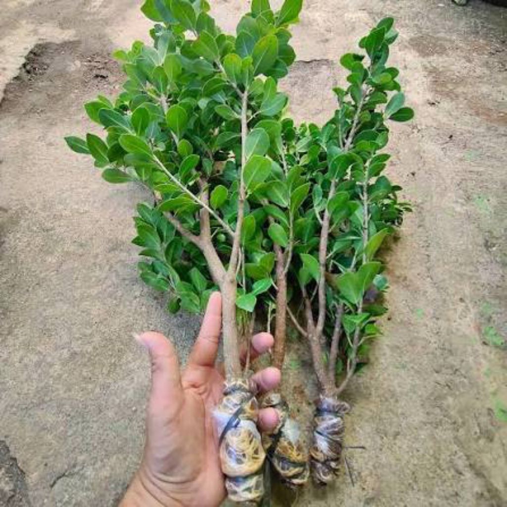 Bibit ficus kompakta bonsai 40-50cm tanaman