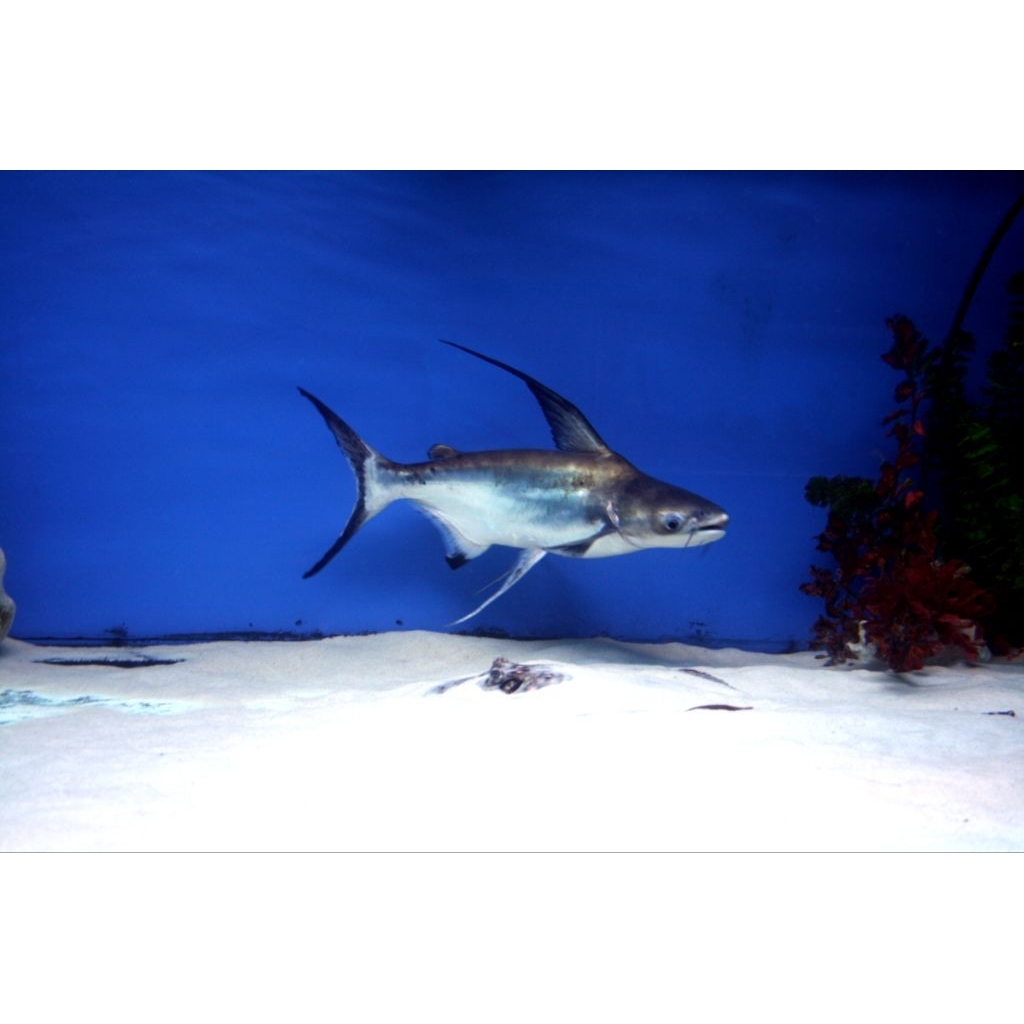 ikan hiu air tawar ikan gengsihkan size 7-10 cm