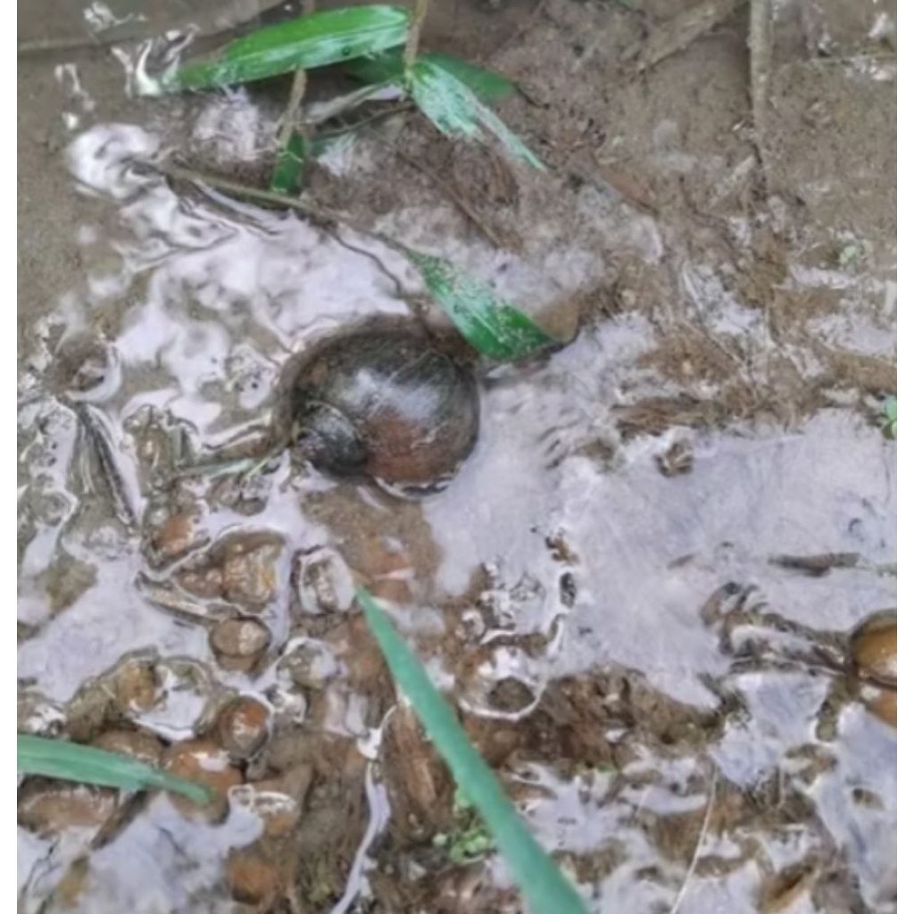 Keong Sawah Hidup 250g Diambil Langsung Disawah