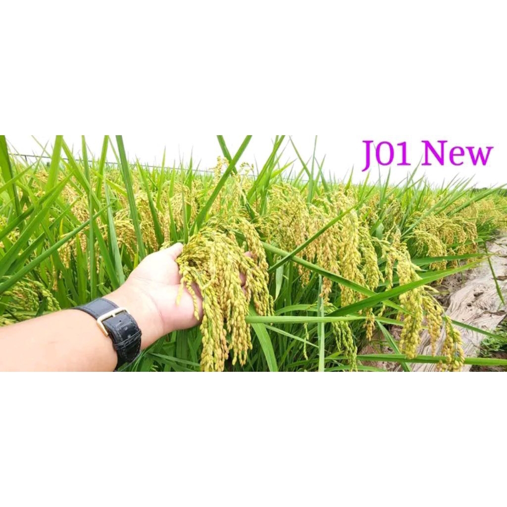 BENIH PADI JAPONICA  ORIGINAL