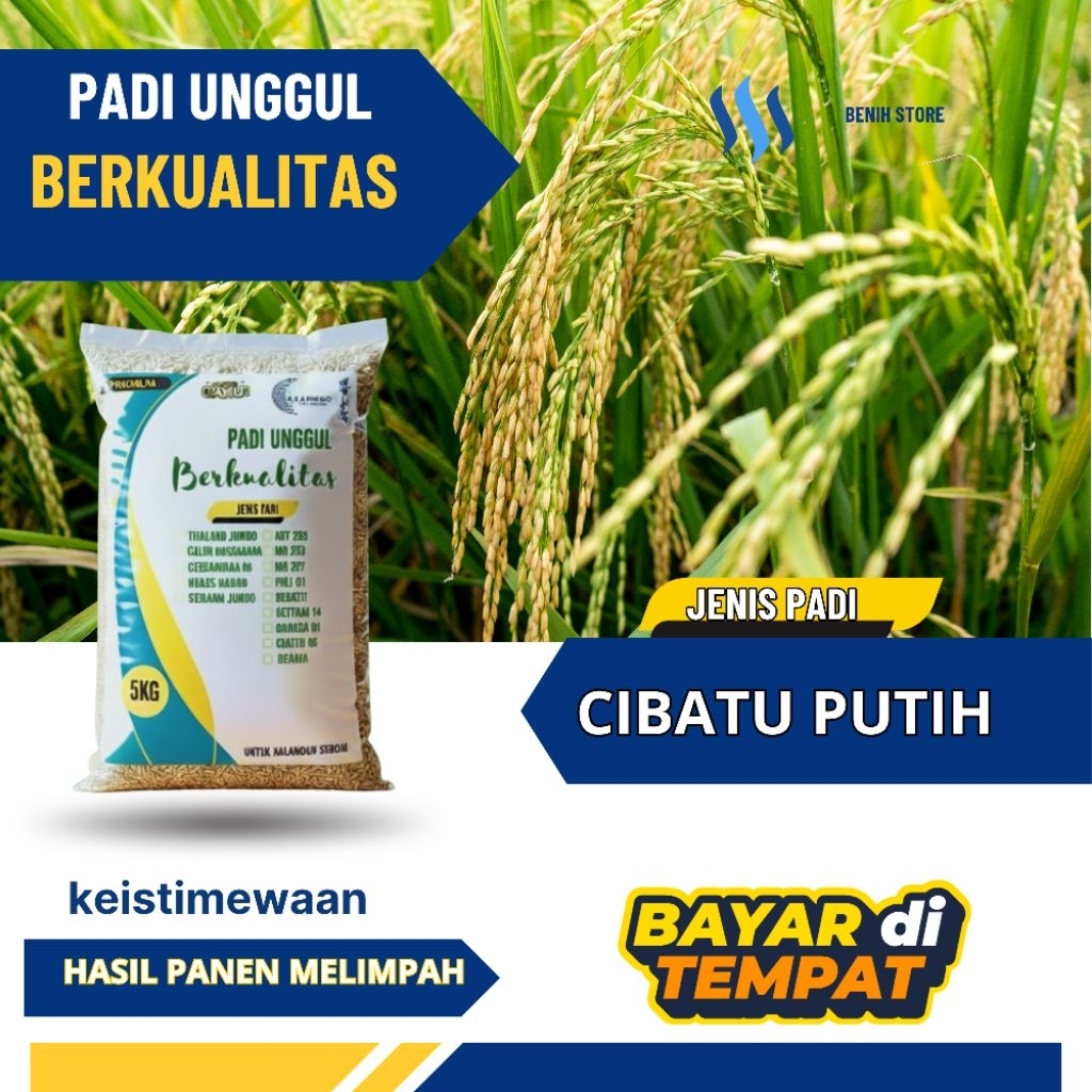 Benih padi unggul CIBATU PUTIH 5kg