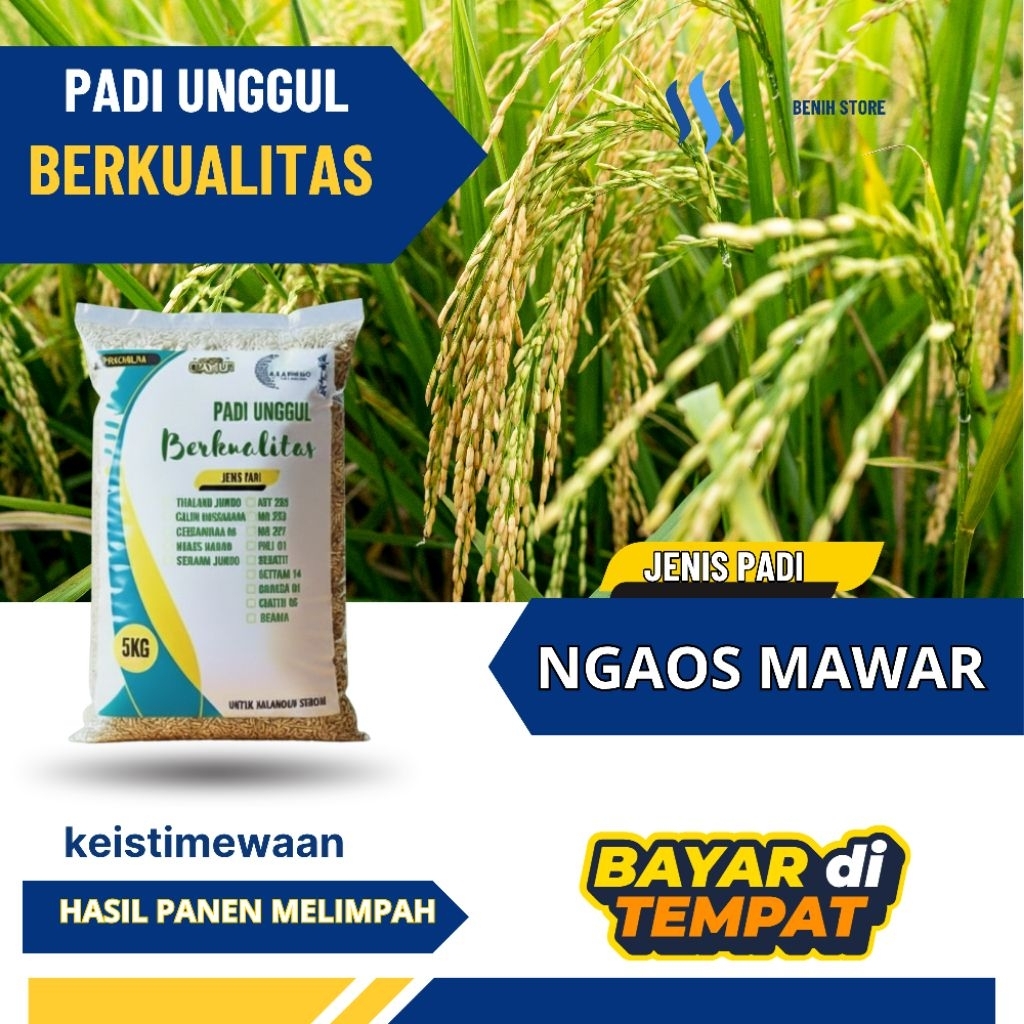 Benih padi unggul Ngaos Mawar 5kg