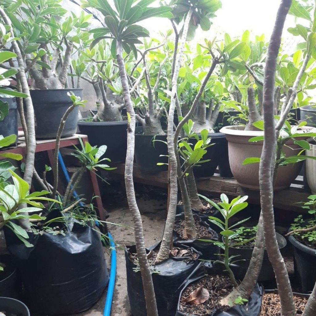 adenium black somalense 1 meter