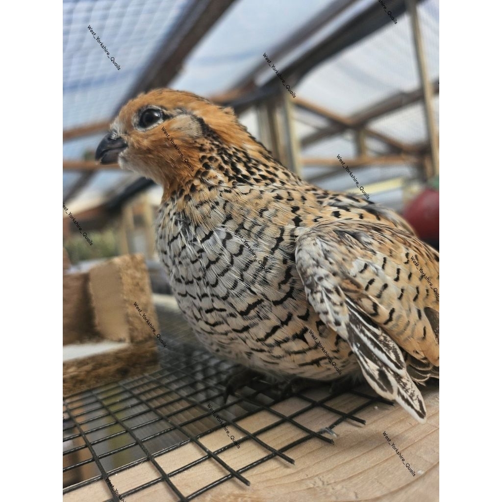 Puyuh Hias Bobwhite Mexico