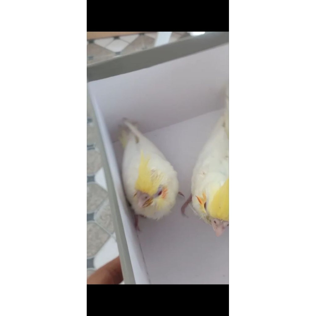 falk/parkit australia