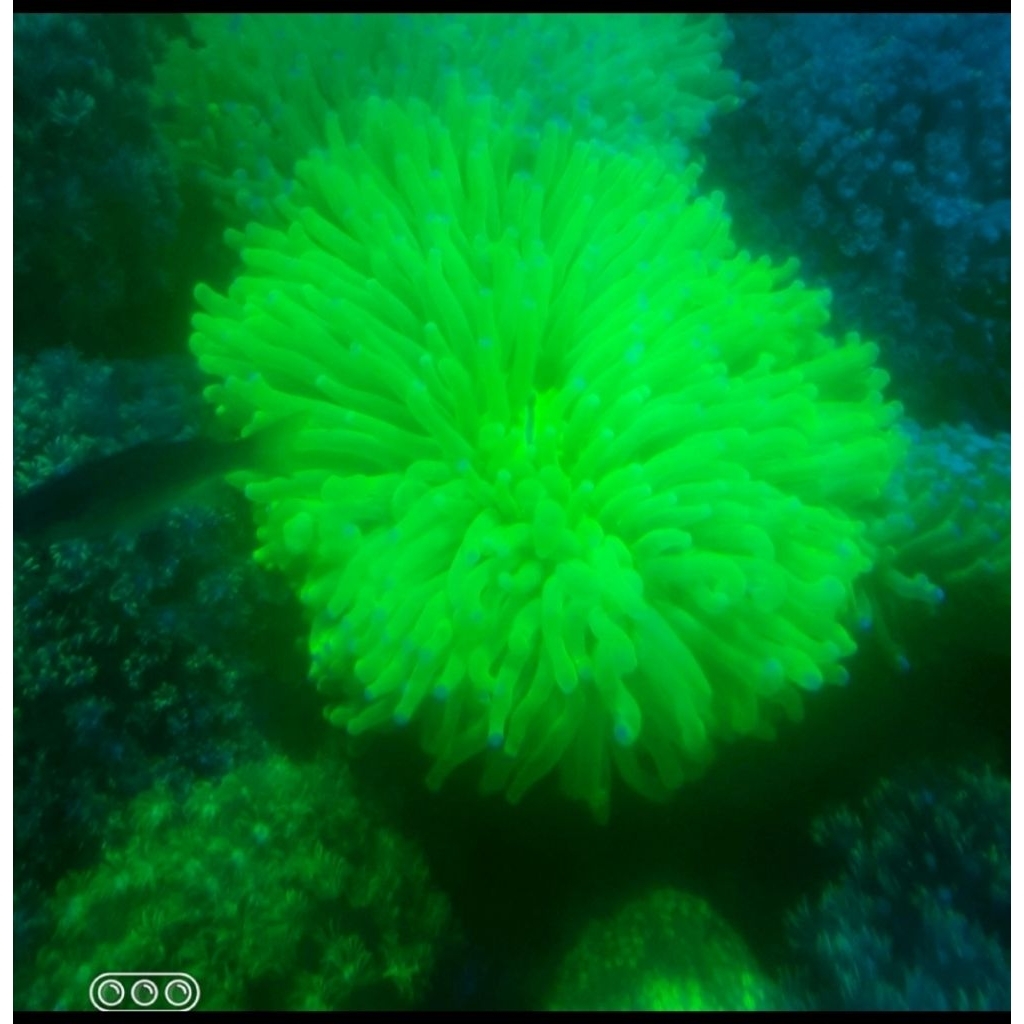 KARANG ANEMON PIRING HIJAU M