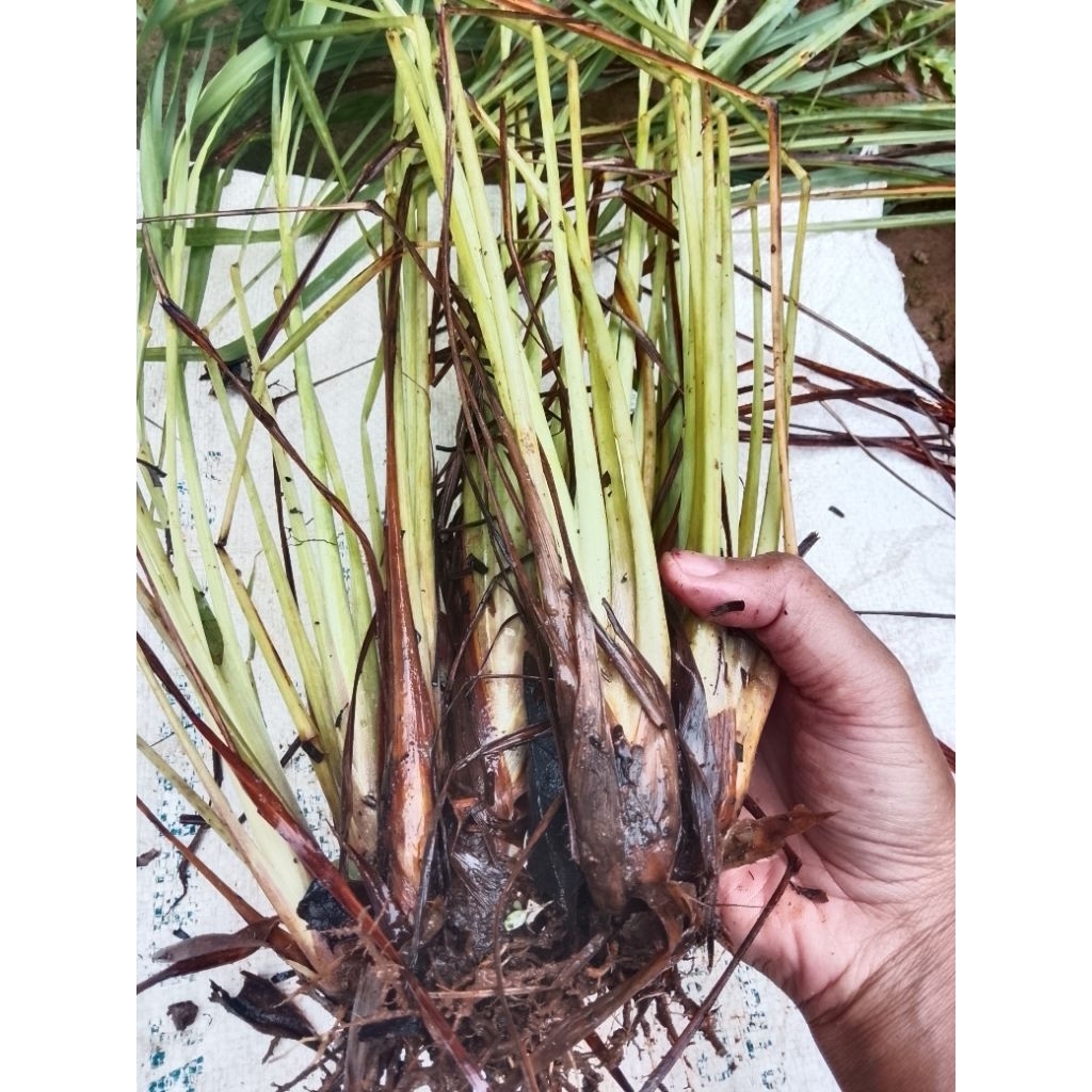 bibit sereh siap tanam/sereh segar /bibit sereh bumbu