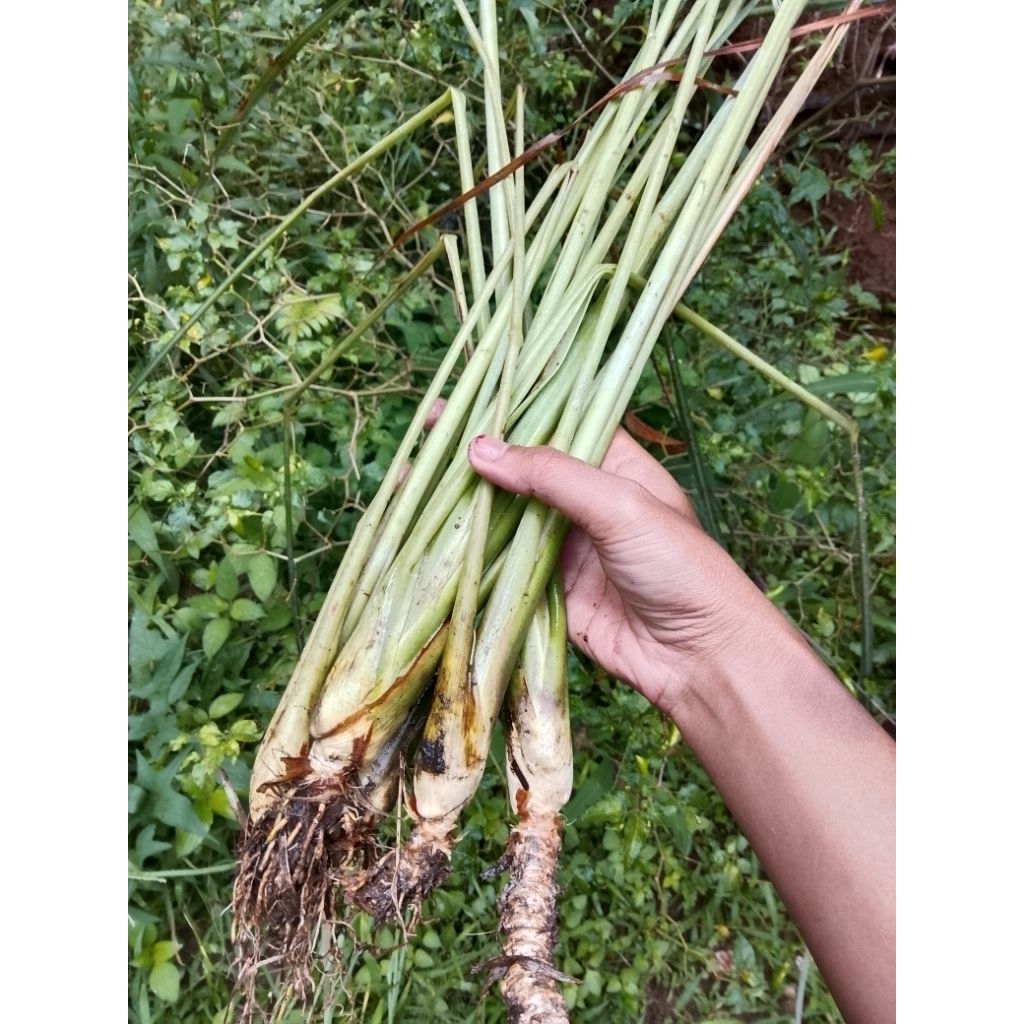 bibit sereh bangkok 1kg /bibit sereh besar /bibit sereh /sereh besar bangkok