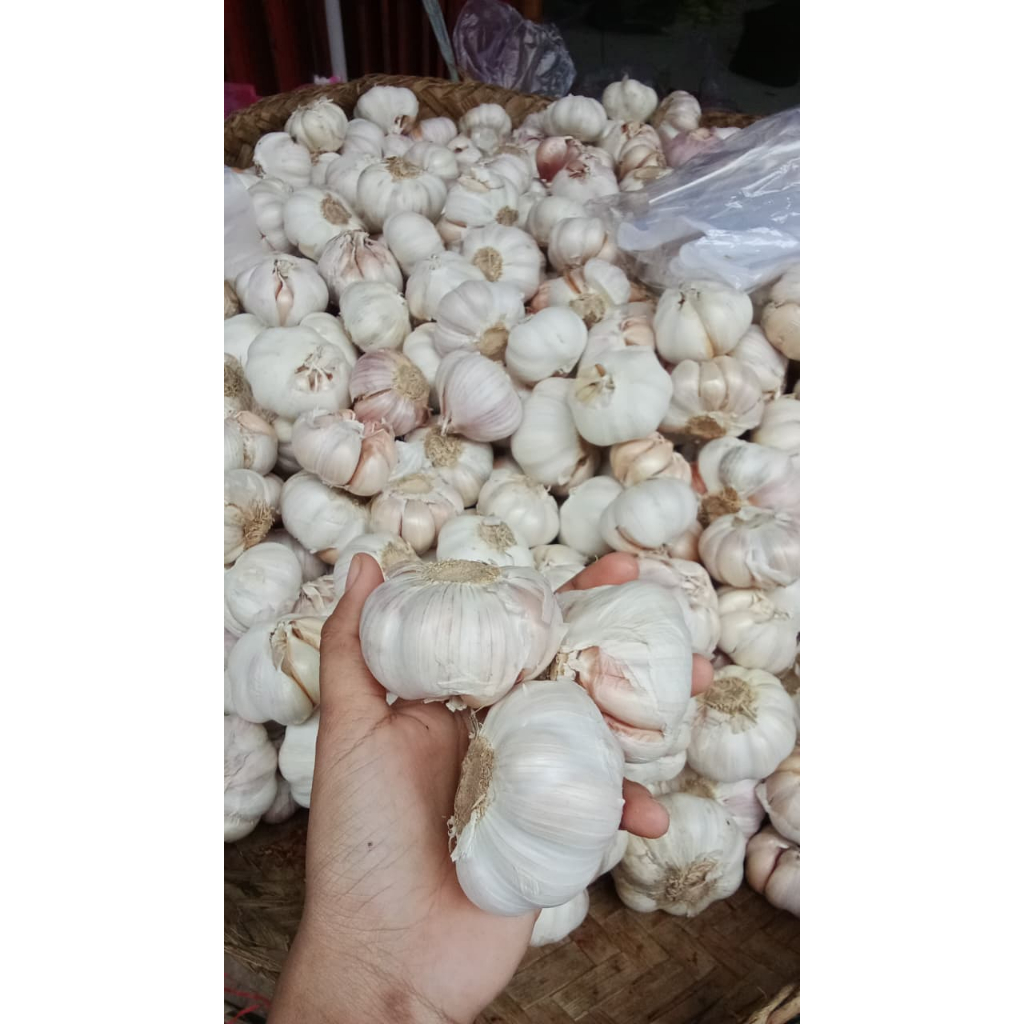 Bawang Putih Segar Laris Pasar Induk 250gr