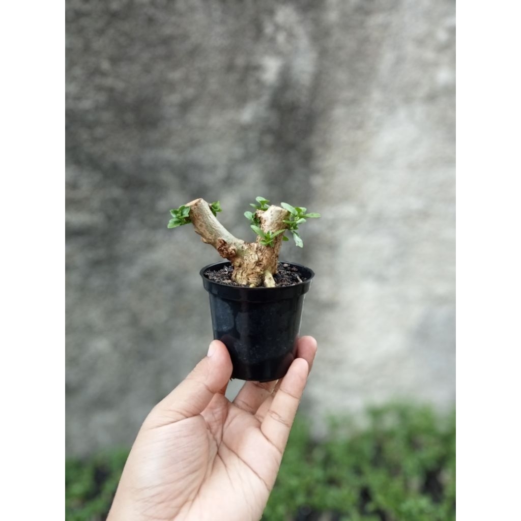 Bonsai Sancang Mame Shito