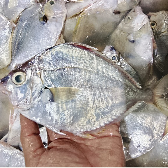 Ikan Petek 1Kg Ikan Petek Segar Seafood Ikan Laut Ikan Basah Ikan Segar 1Kg Makanan Laut