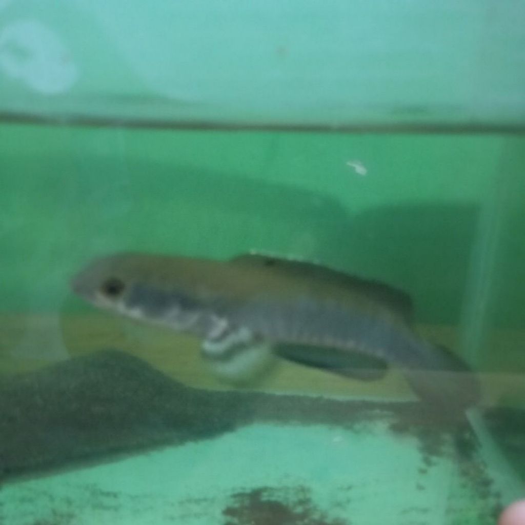 channa blue pulchra siap kontes