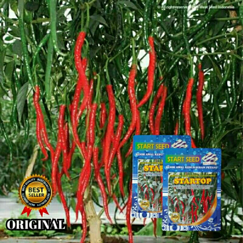 Terlaris bibit cabe kriting merah STARTOP 10 gram 2000 biji original Cod Promo BIGTOP Benih unggul C