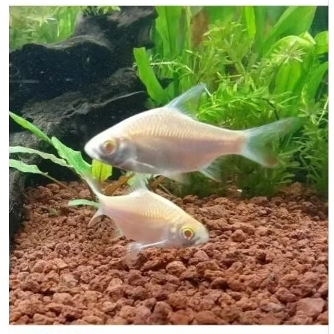 ikan kaviat albino pembeesih aquarium size 4-6 cm