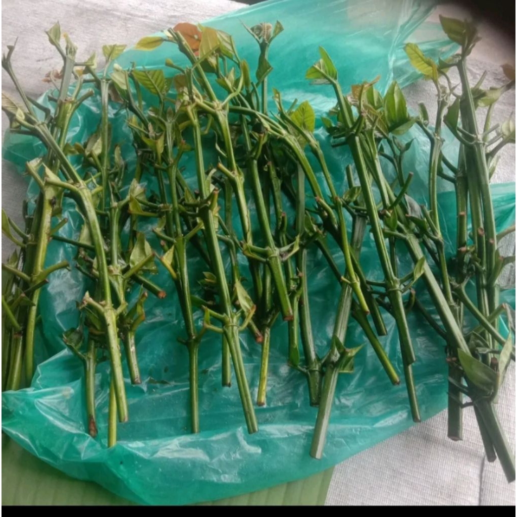 entres kopi bagio klon arsyad 20 tunas