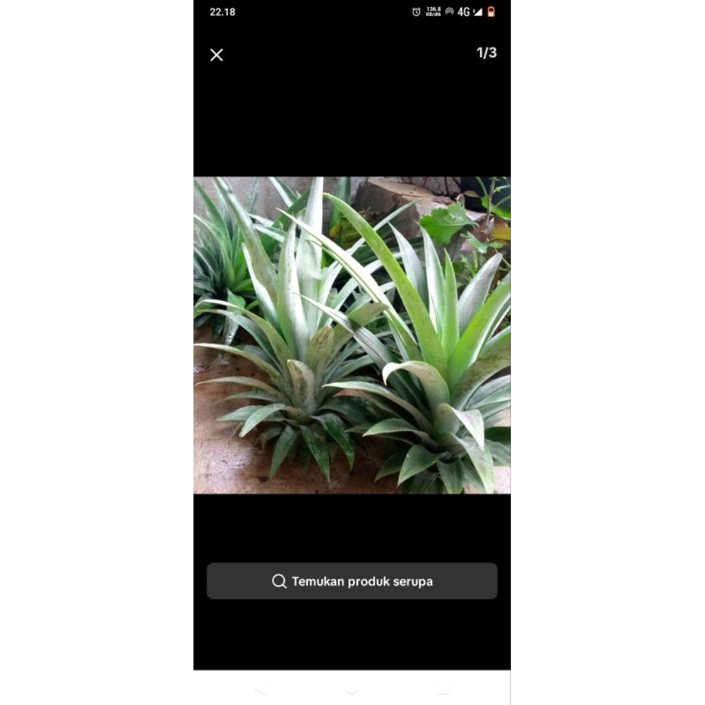 bibit nanas jumbo tanpa duri