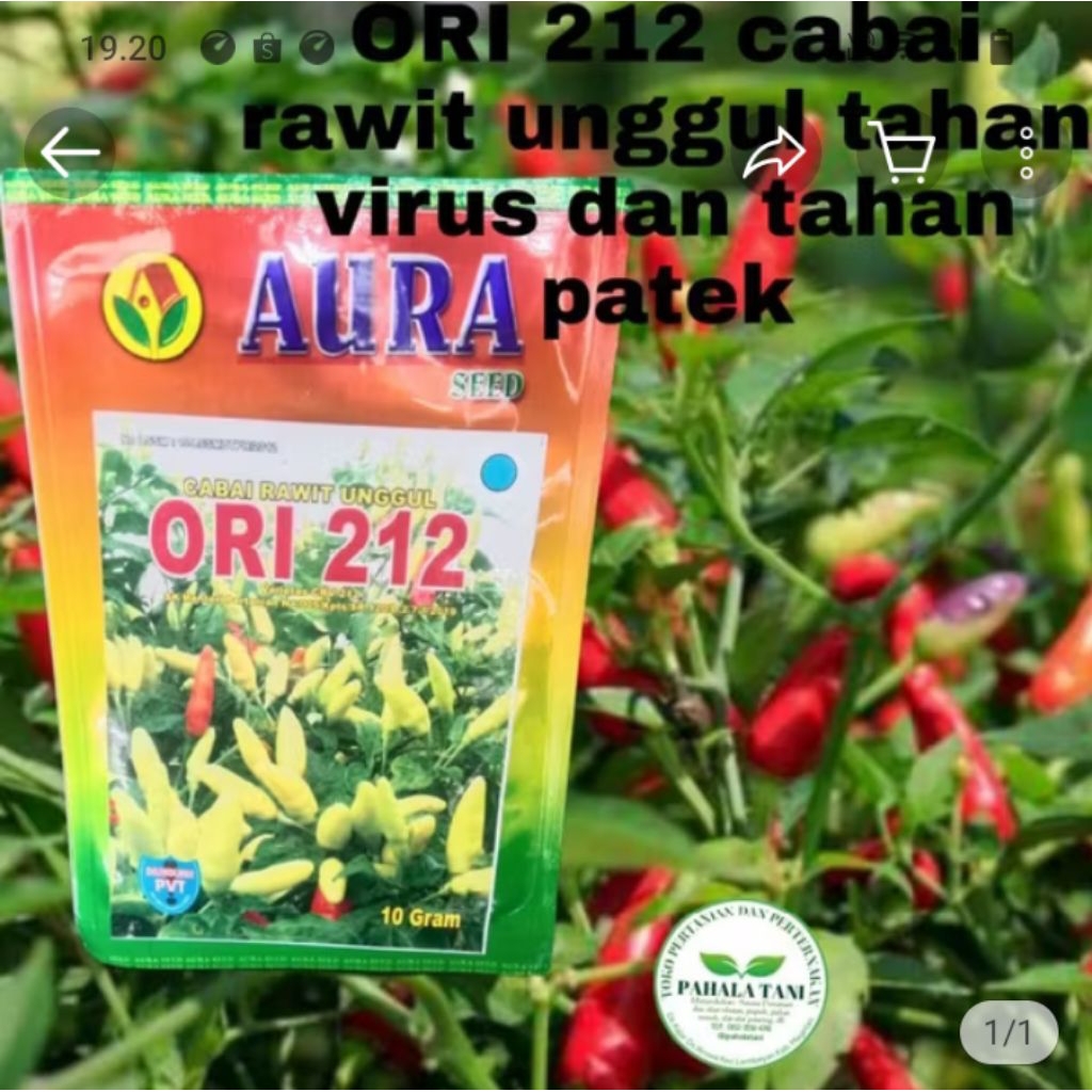 cabe ORI 212/cabe tahan virus/bibit cabe/benih cabe ori/bibit cabe ori/tahan hama/bibit cabe tahan p