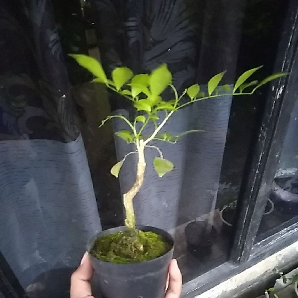 Bonsai mini kemuning
