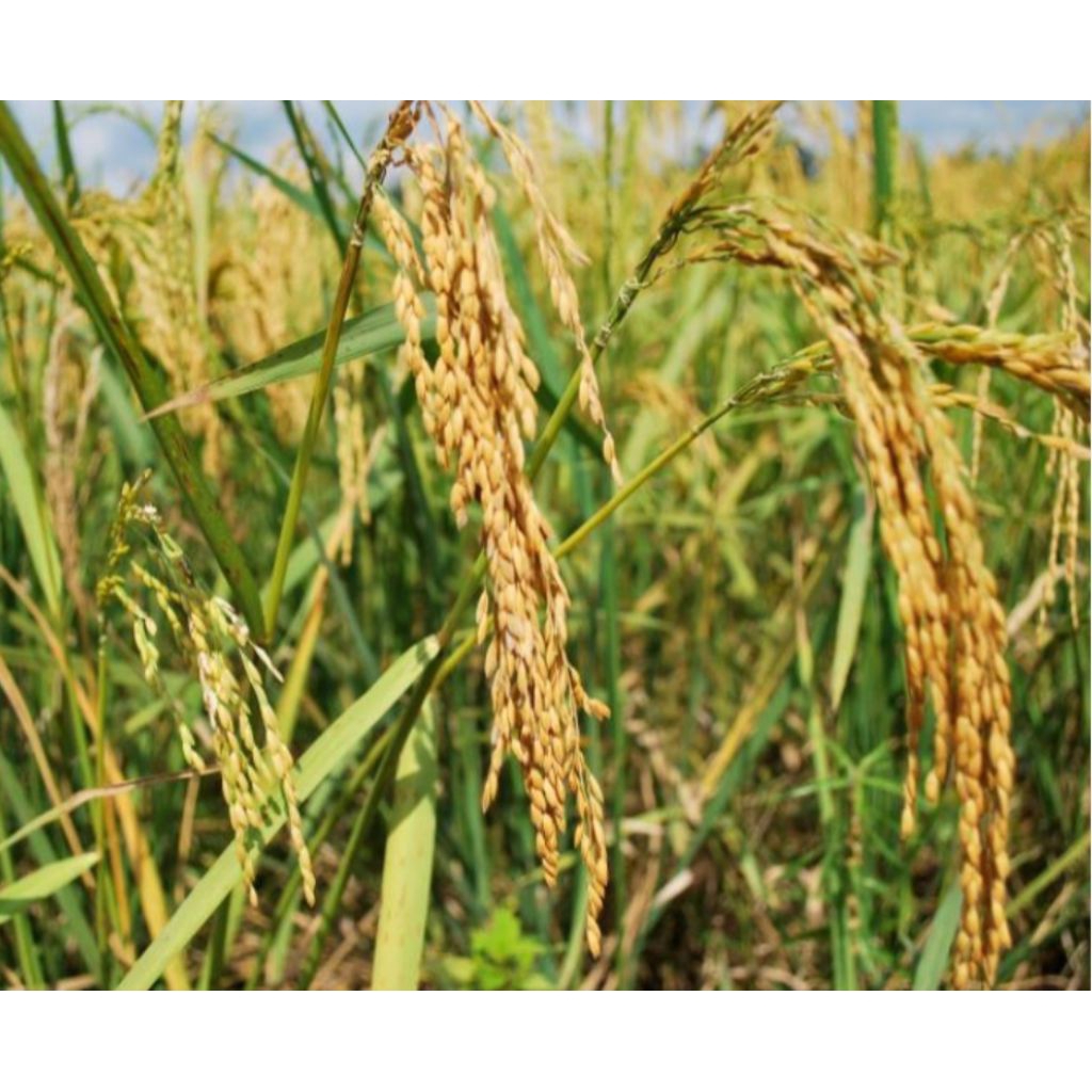 Benih padi unggul ROJOLELE original kemasan 5 kg