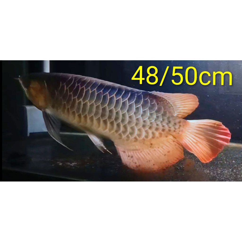 Arwana super red 50cm