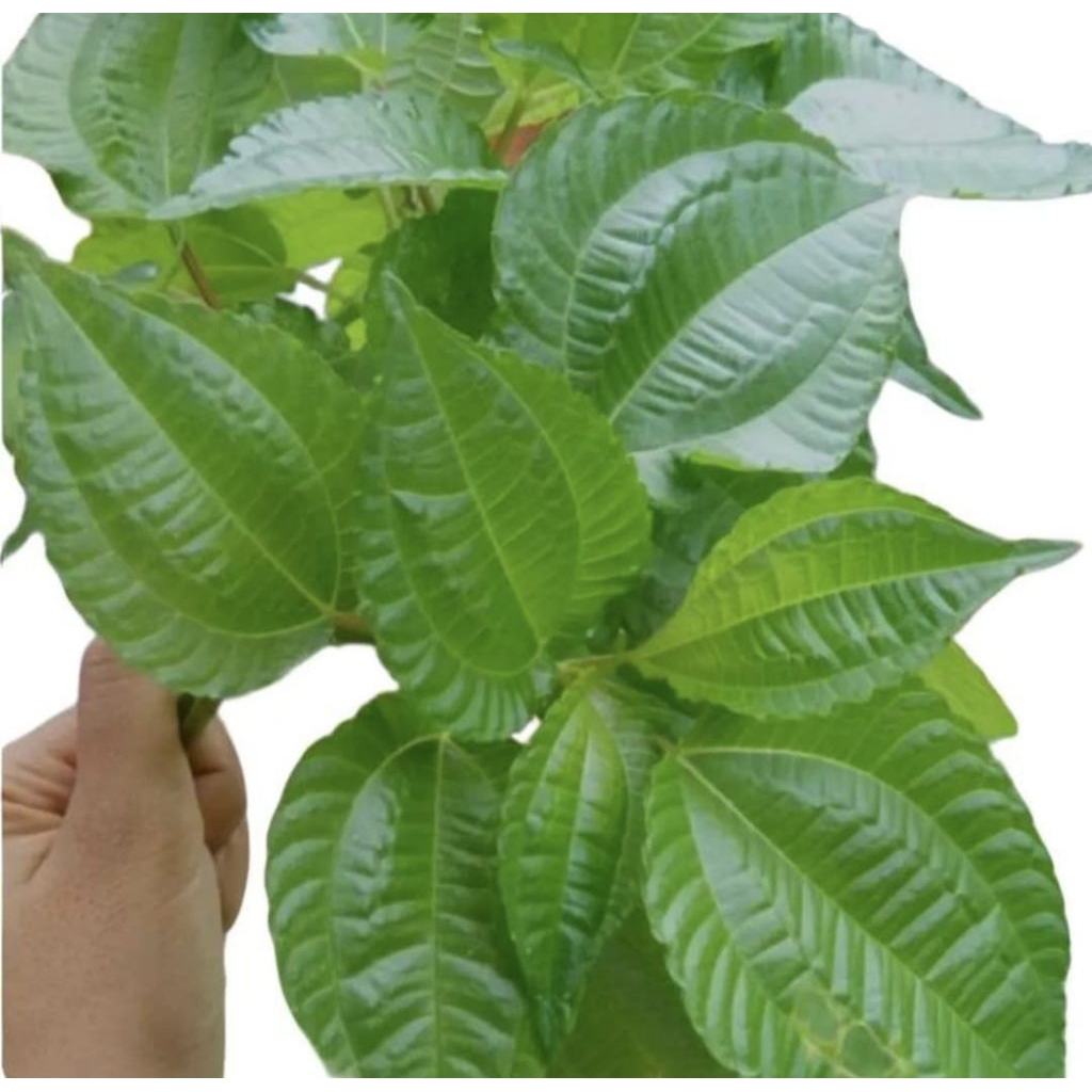 Pohon Poh Pohan Tanaman Lalapan Bibit Pohon Daun Poh Pohan