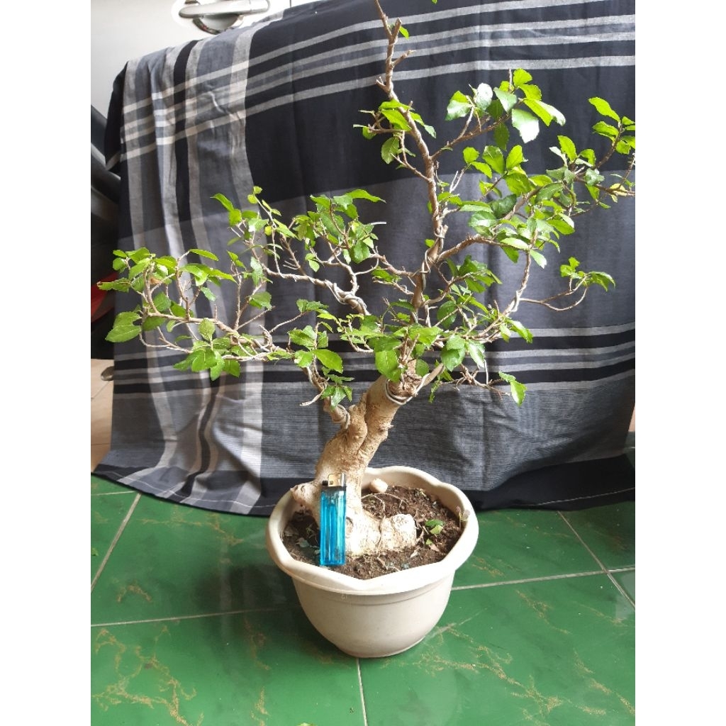 bonsai serut ukuran medium sudah kawatan