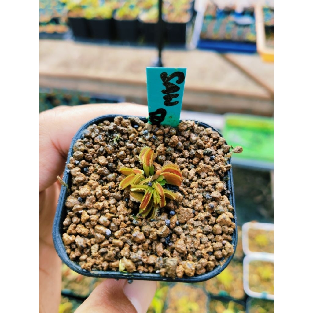 VFT Saw Tooth VFT SAW Teeth