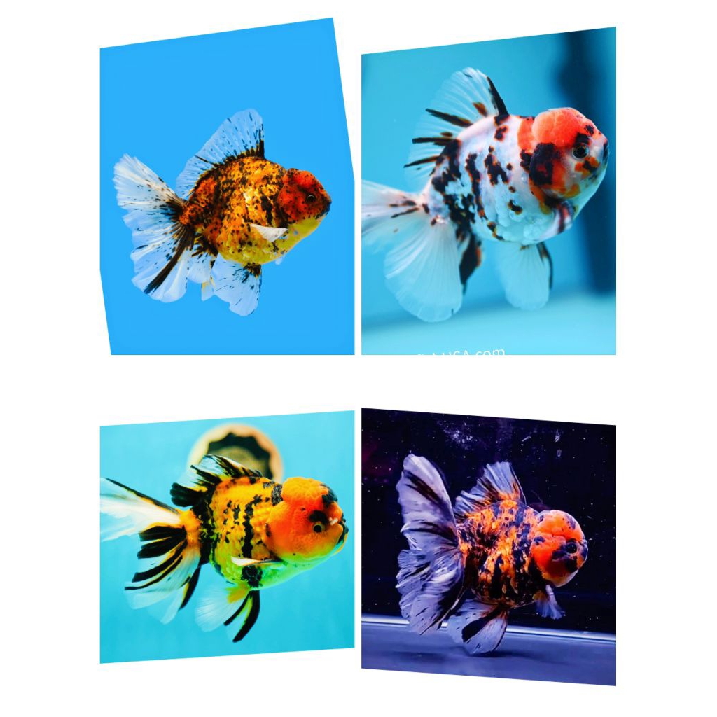 paket 3 ekor mas koki panca warna perhiasan aquarium