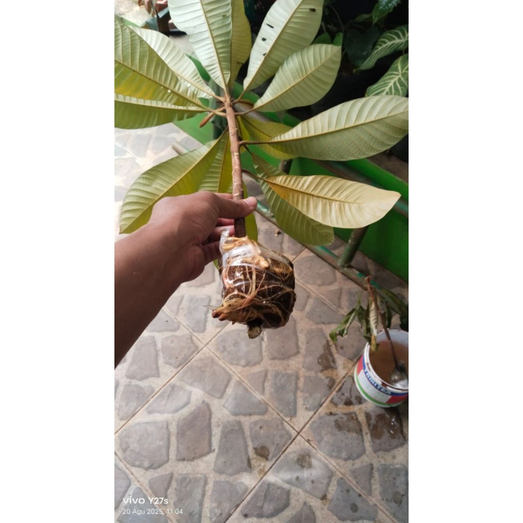 fress cangkok mamey sapote keywest