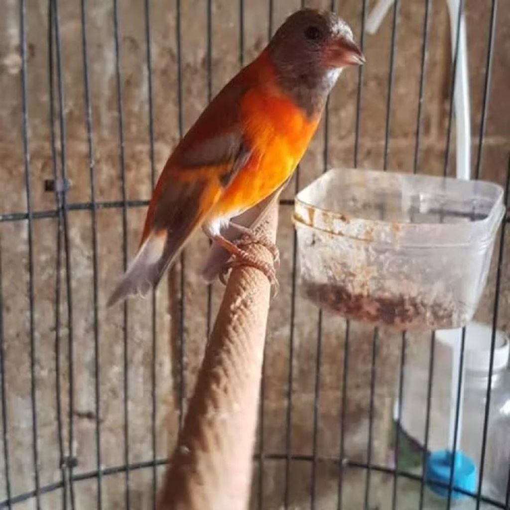 Burung Red Siskin Dilute Jantan pilihan rawatan