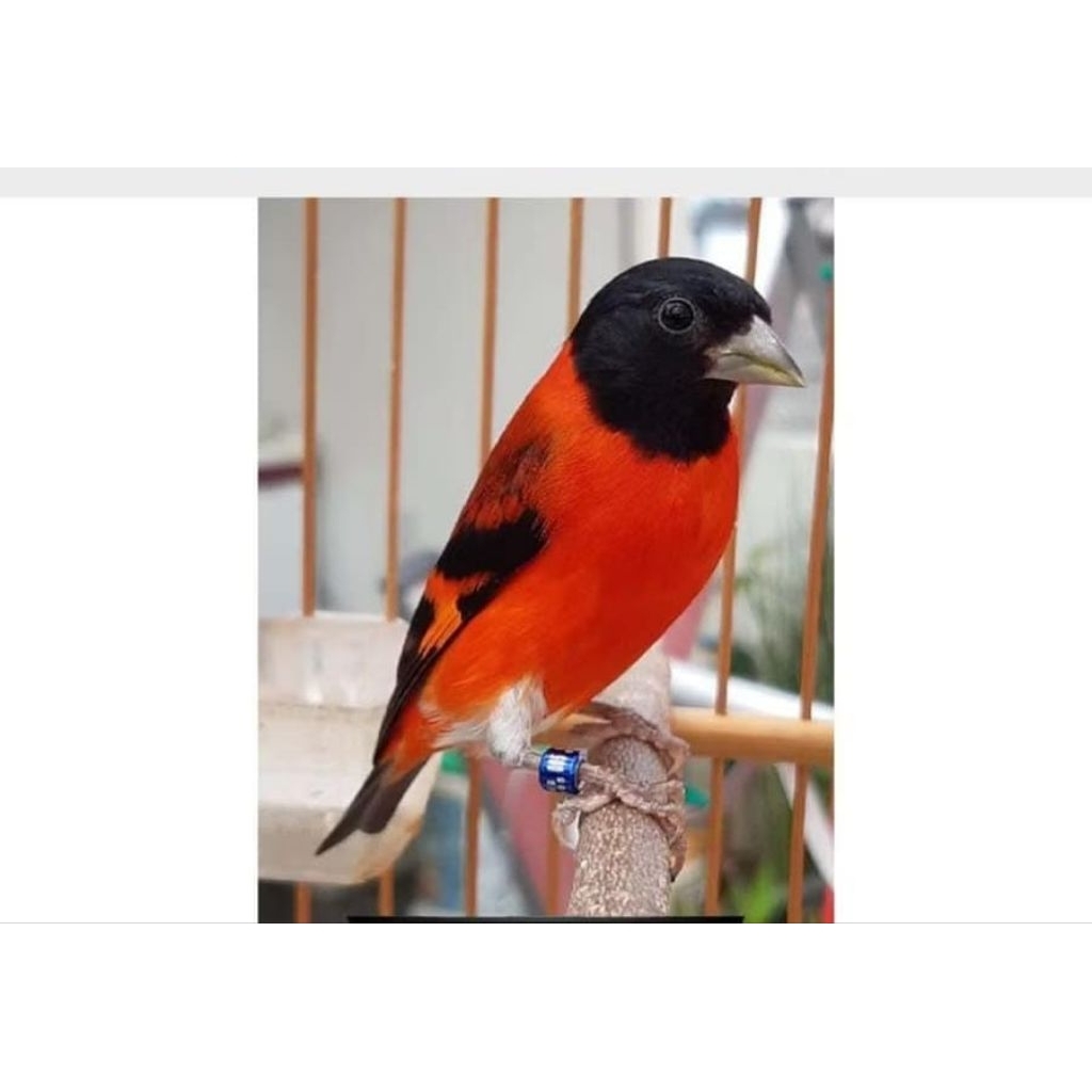 Burung Red Siskin klasik Jantan pilihan rawatan
