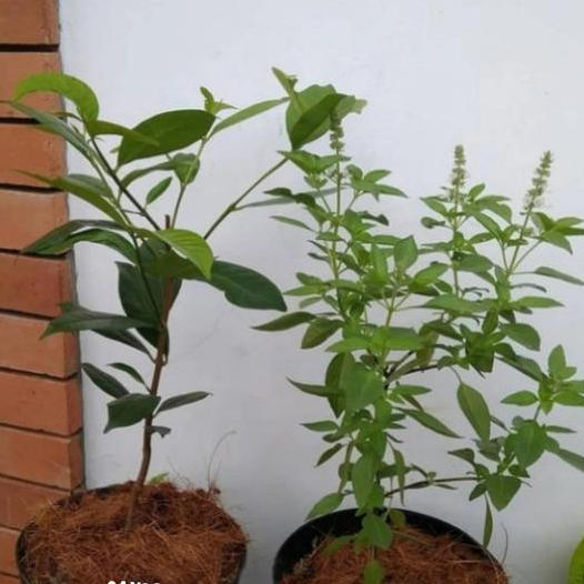 Paket Hemat 2 Tanaman Bumbu Dapur Pohon Salam / Kemangi + Pot Hitam