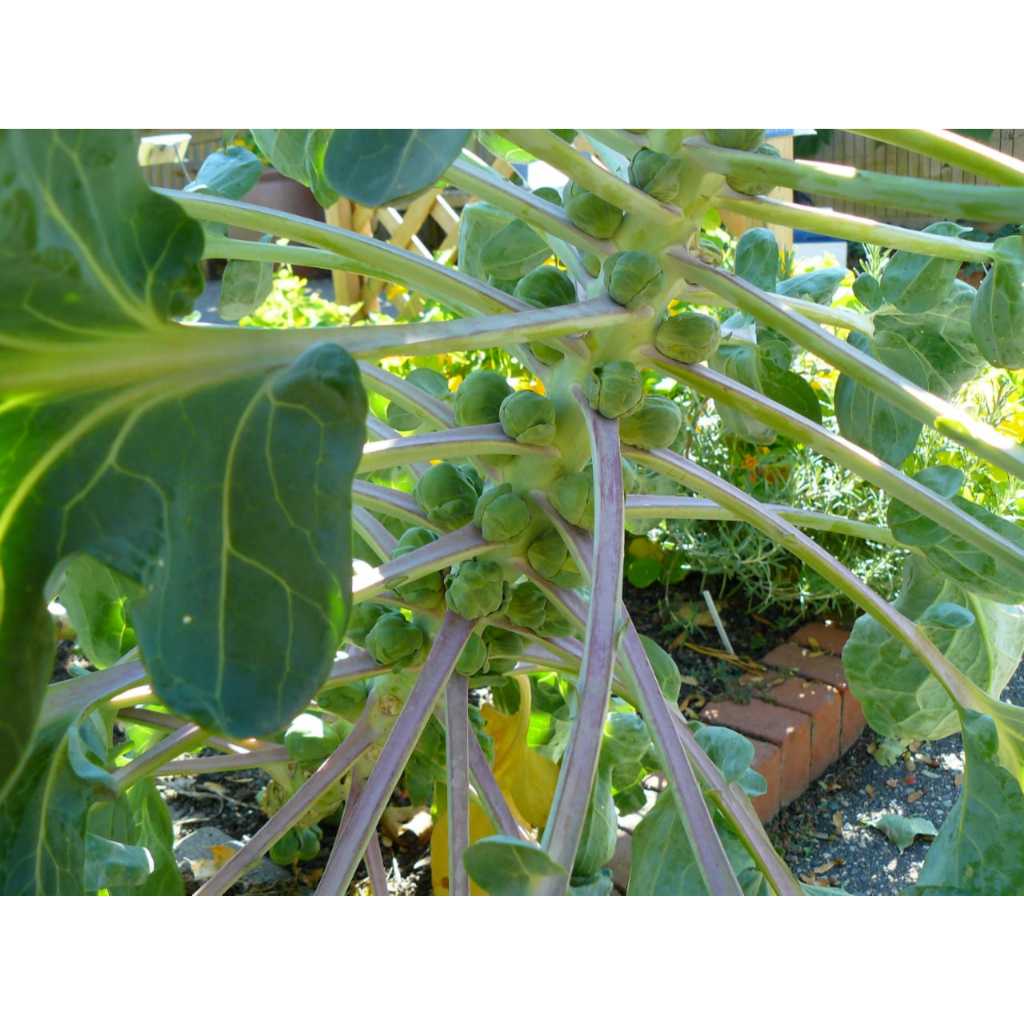 COD AJA - Bibit Kubis Mini