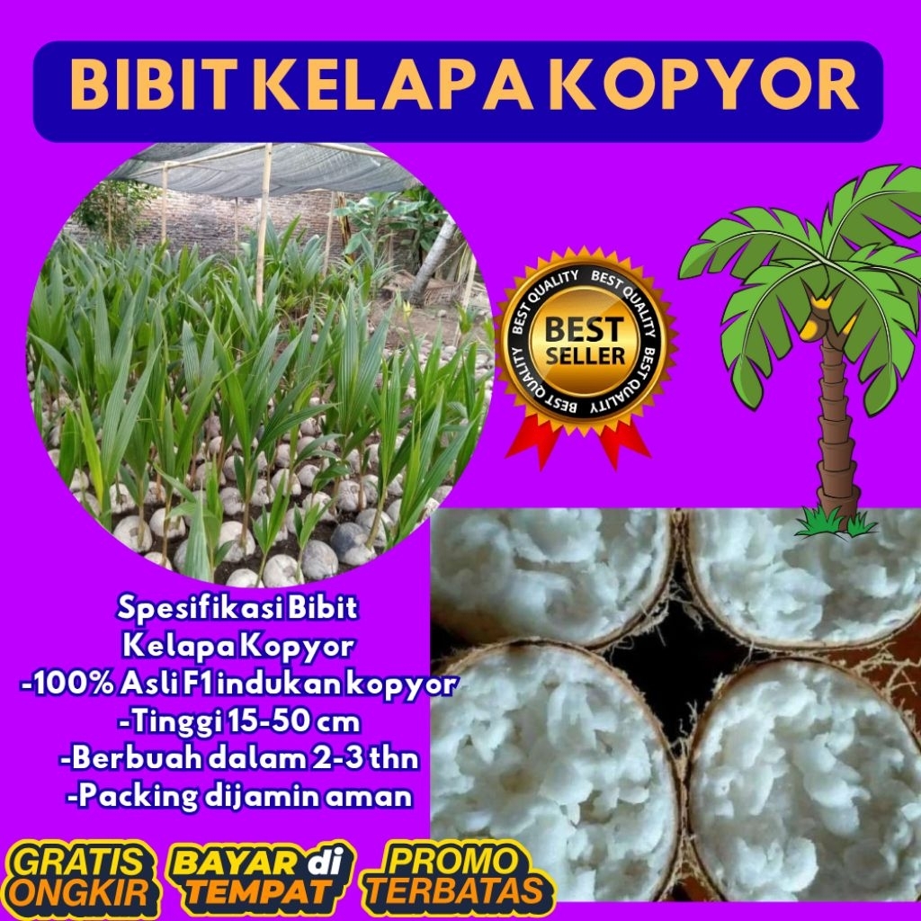 TERPERCAYA  Bibit Kelapa Kopyor Trubus