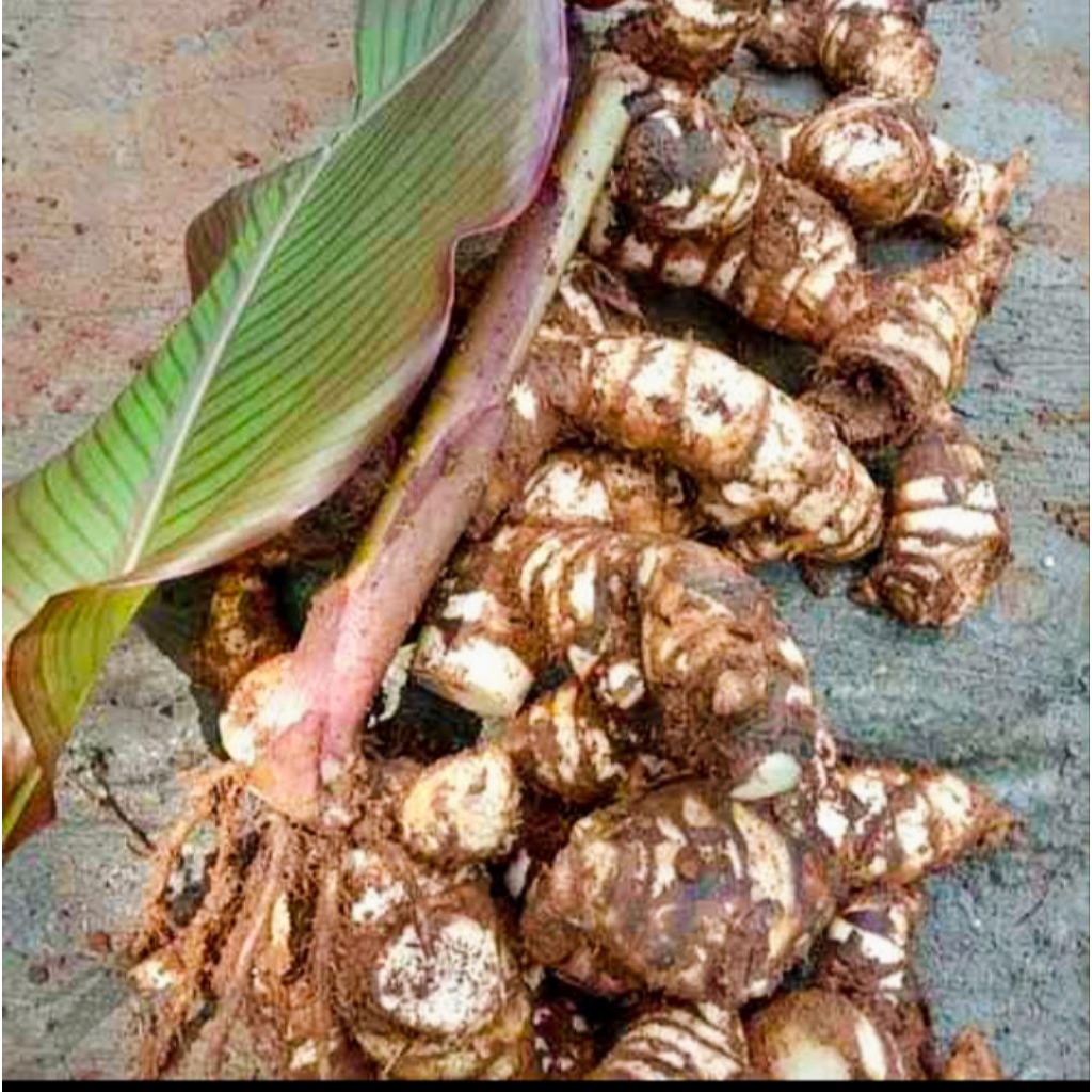 ganyong muria,oleh oleh khas gunung muria@ 2kg