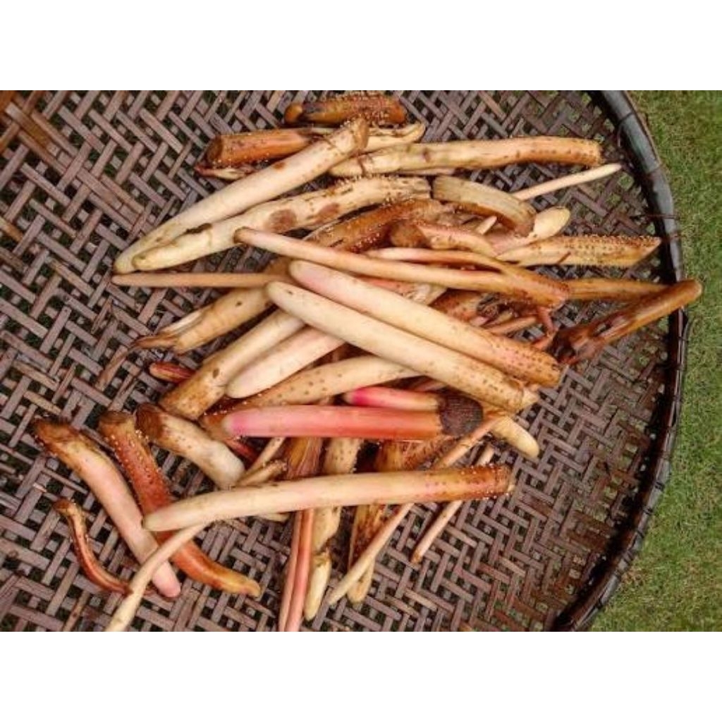 Akar pinang FRES 500gm akar pinang penambahan stamina buat lelaki