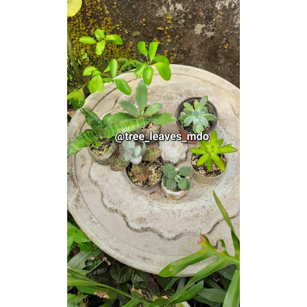paket sukulen dan sanseivera hijau