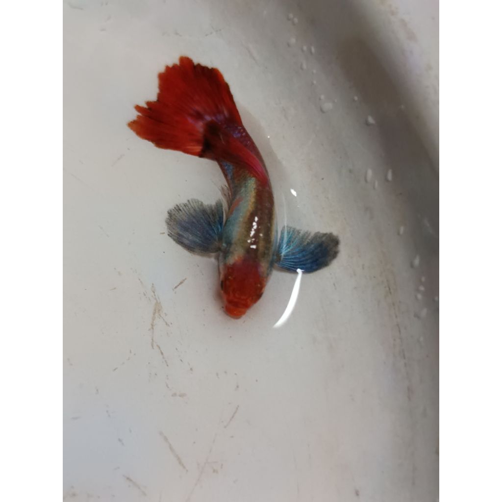 Guppy PRTDE Koi Sepasang