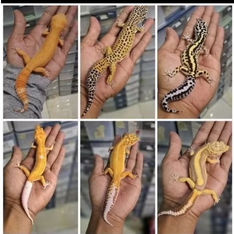 Aksesoris Leopard Gecko Dewasa