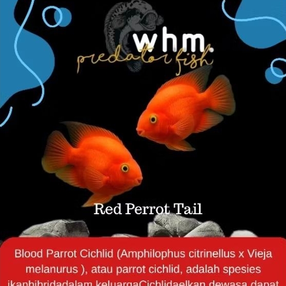 Red Perrot Tail 8-9 cm  2 jari (mainan ikan)