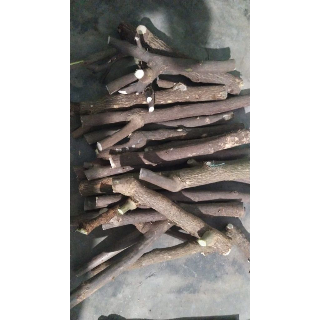 batang stek bugenvil ID lokal per 1 kg