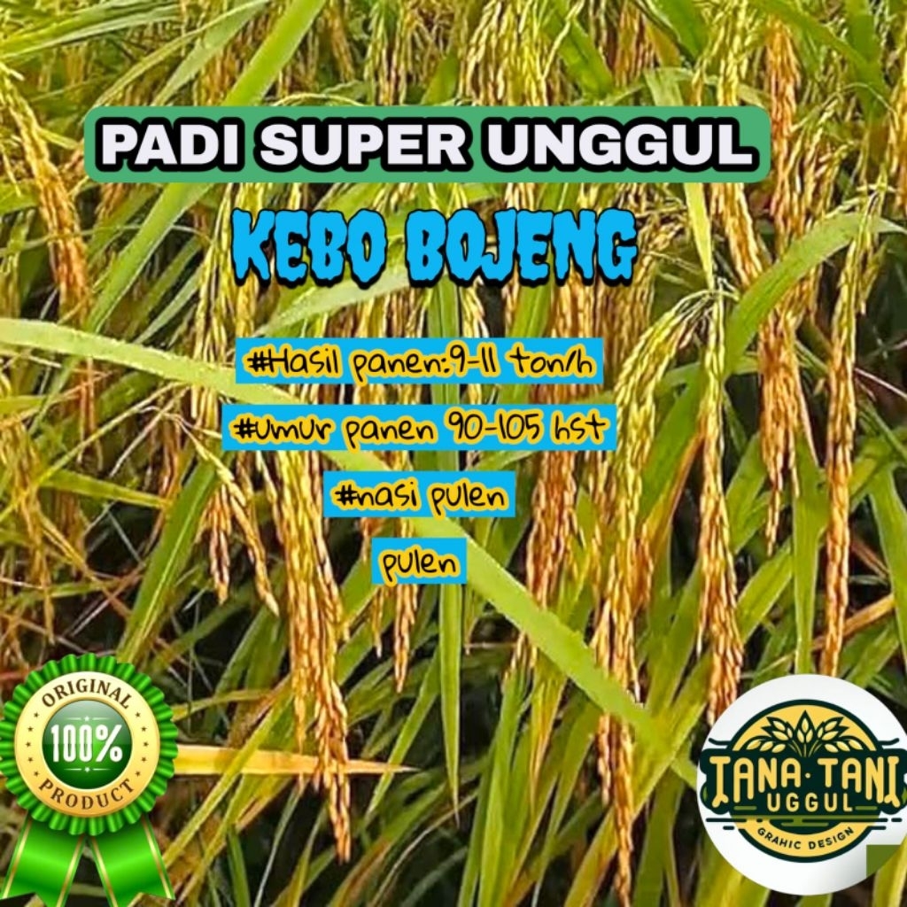 BENIH PADI VARIETAS KEBO BOJENG KEMASAN 5KG GEN2