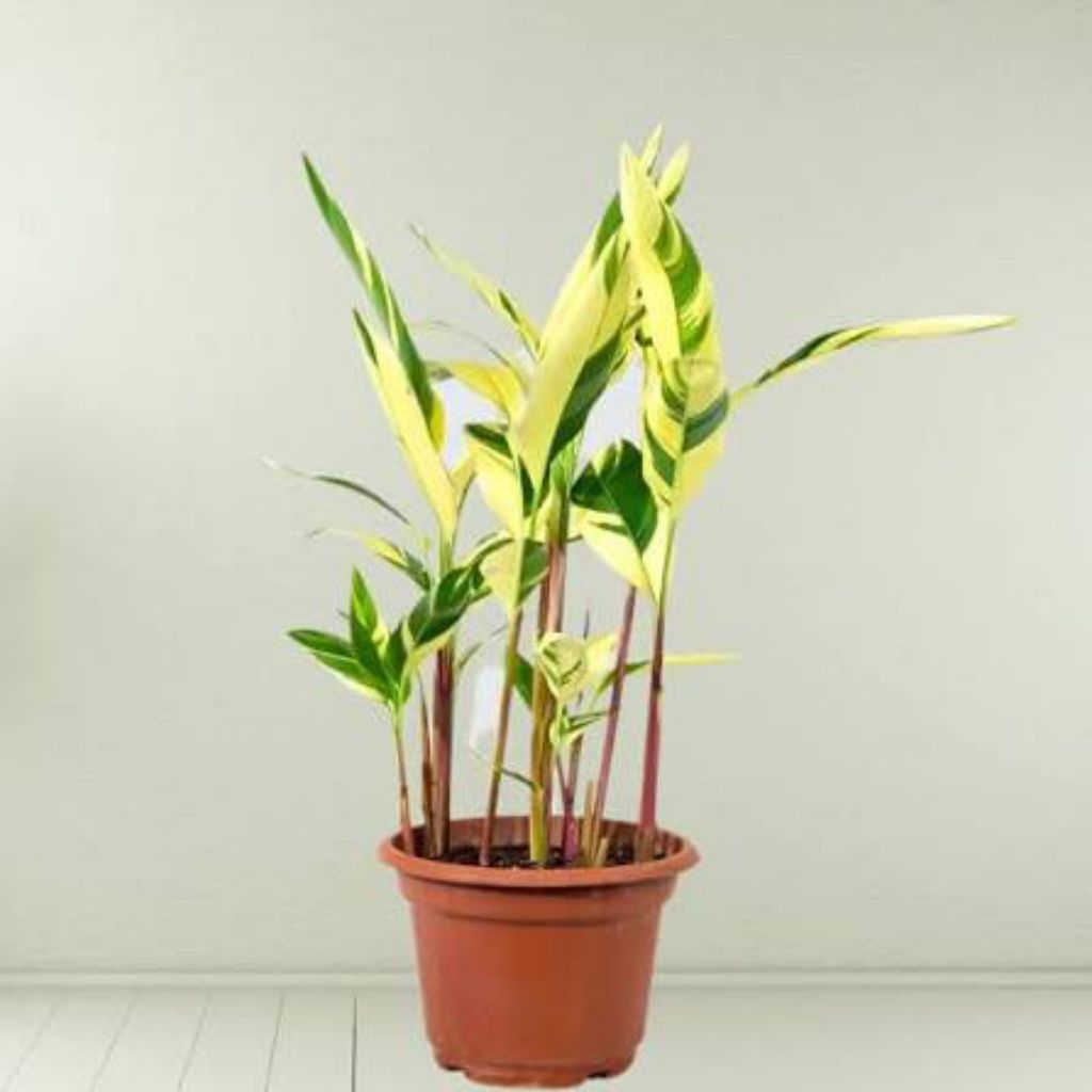 Tanaman Hias Heliconia Variegata Indoor Outdoor Pohon Pisang Pisangan Varigata Golden Rimbun