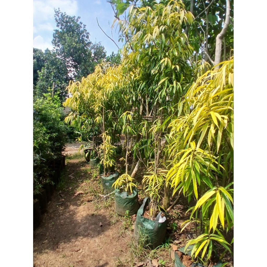 pohon beringin keraton golden tinggi 2 meter