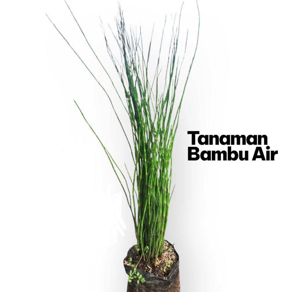 PROMO tanaman hias bambu air / tanaman hias bambu air estetik - tanaman bambu air