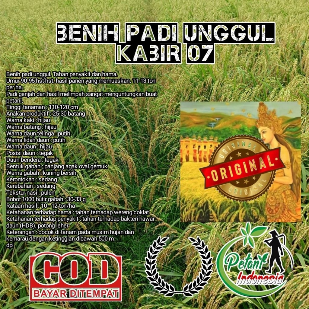 BENIH PADI KABIR 07 ORIGINAL 5KG PREMIUM