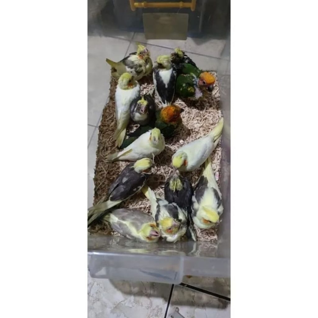 Anakan/Lolohan Burung Falk anak loloh murah meriah aneka  warna pied mutiara