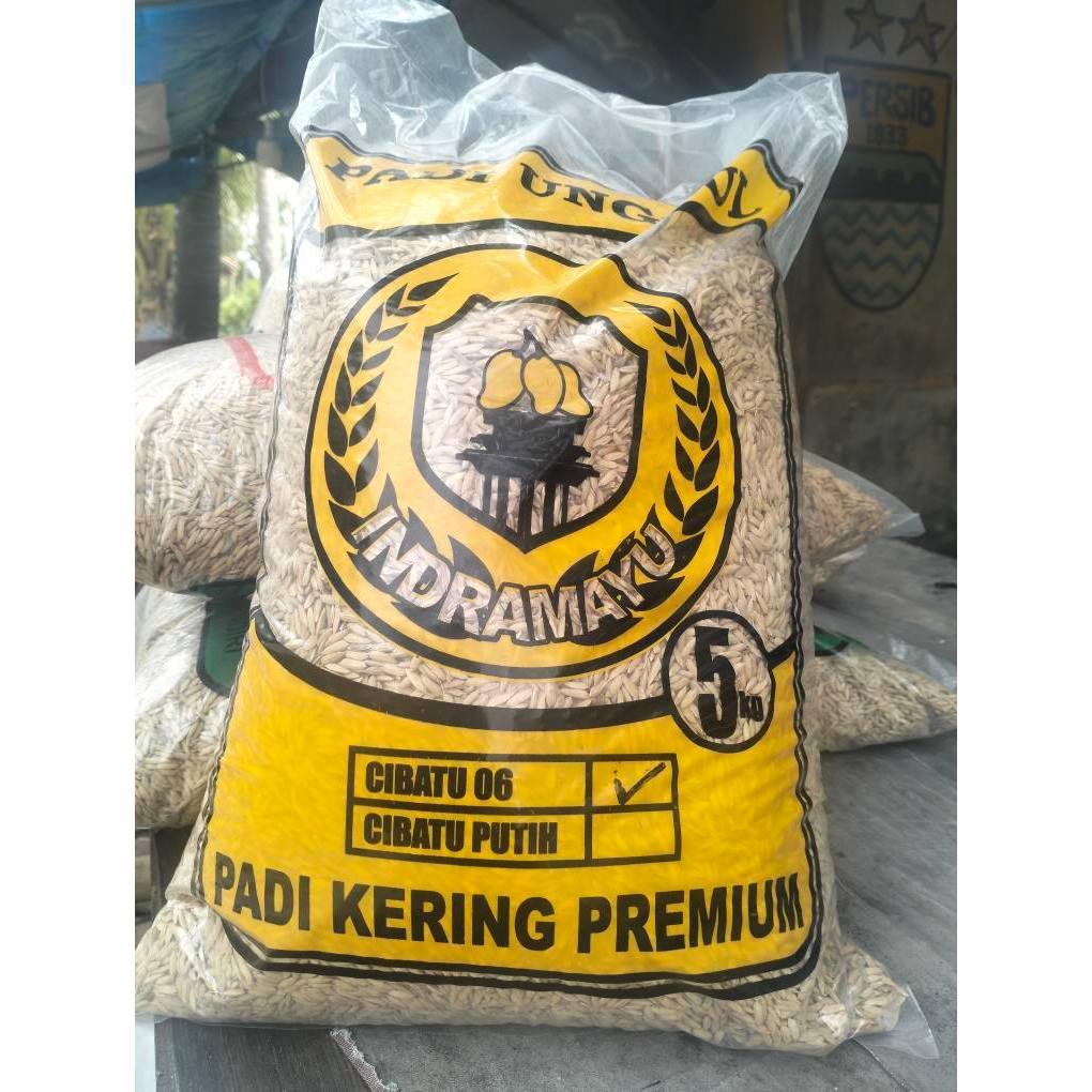 Padi Cibatu Putih Dan Cibatu 06 Ori