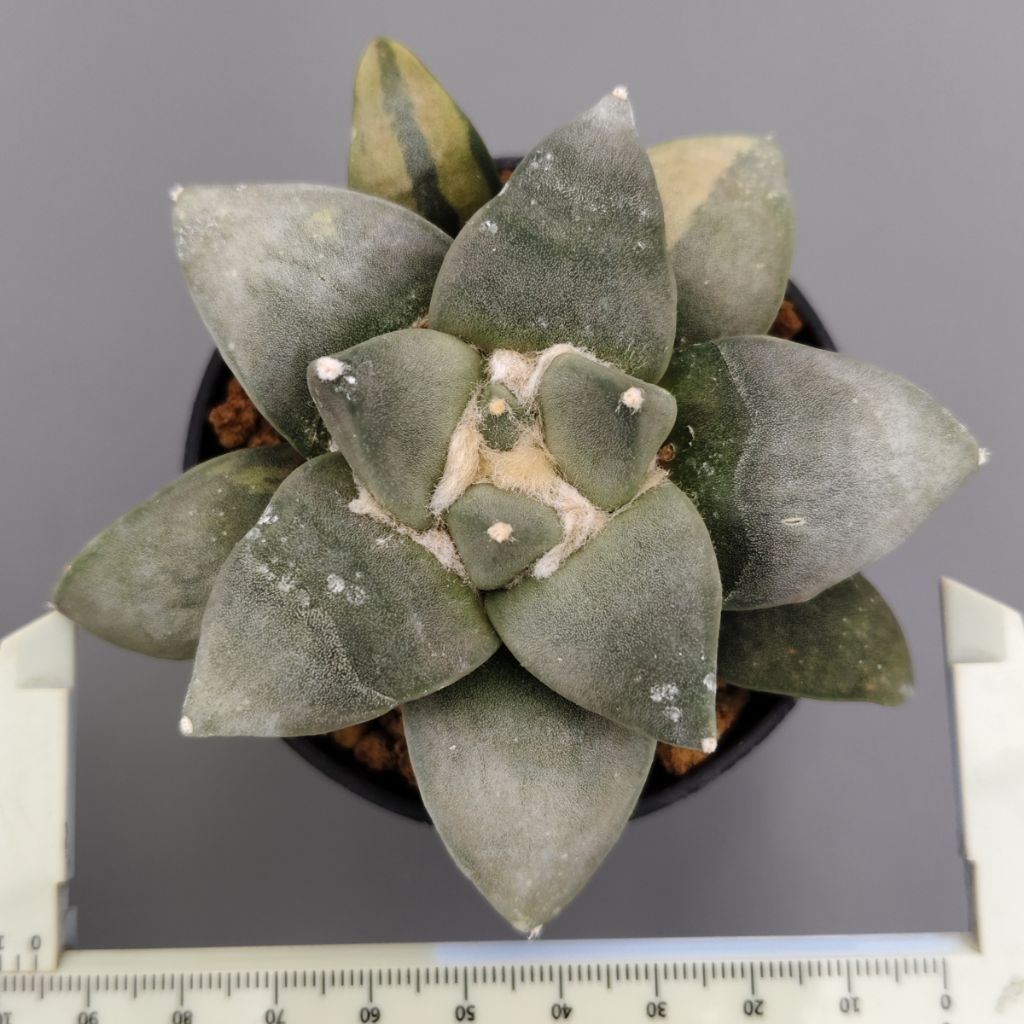 Tanaman Kaktus Ariocarpus retusus dari biji