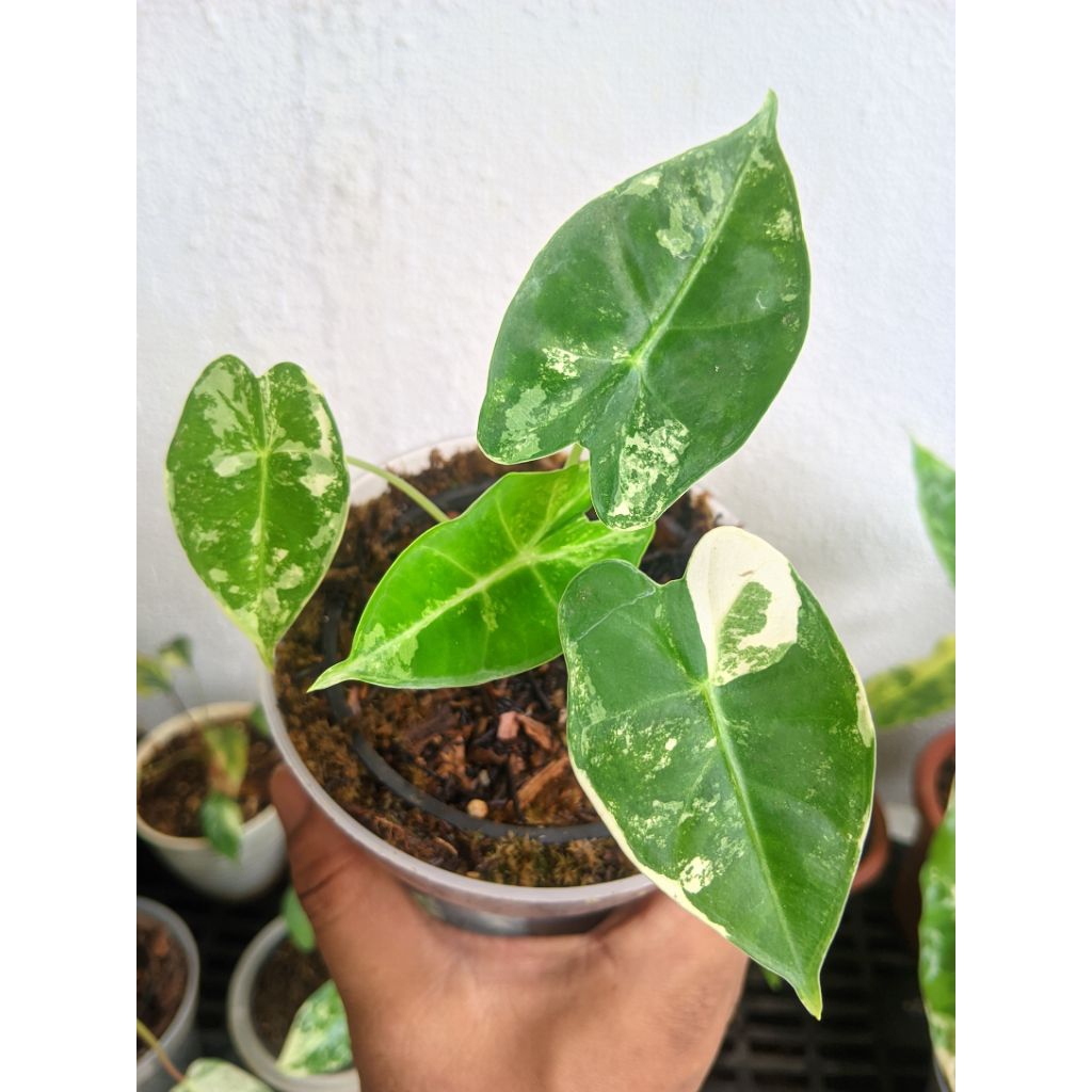 Alocasia Frydek variegata
